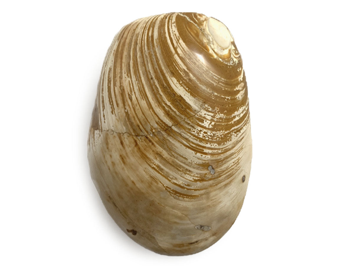 FÓSIL DE ALMEJA MEDIANO