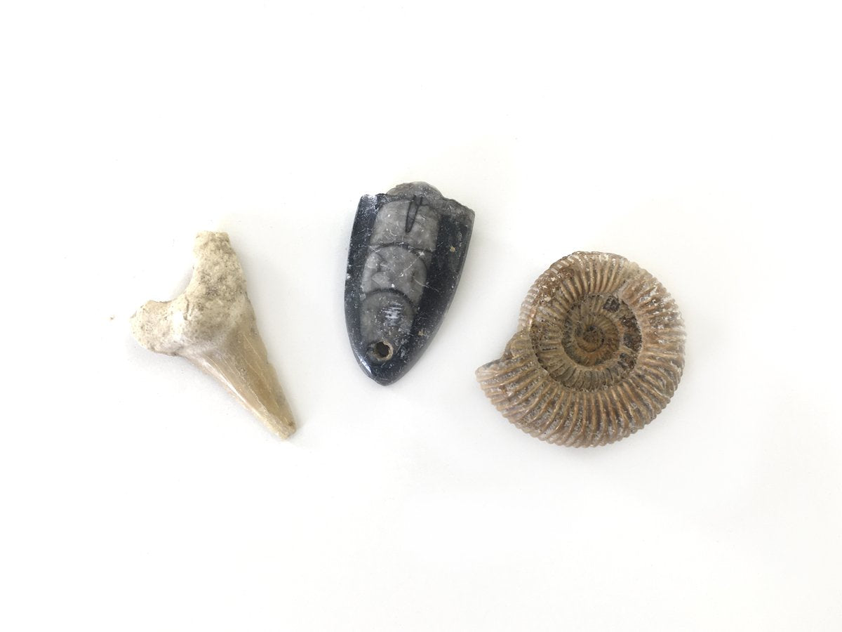 KIT COLECCIÓN DE FÓSILES