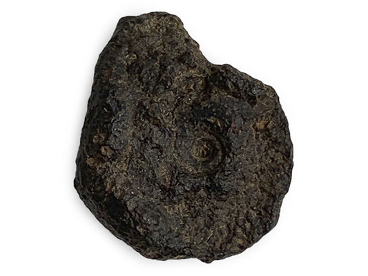 AMONITE FÓSIL RÚSTICO