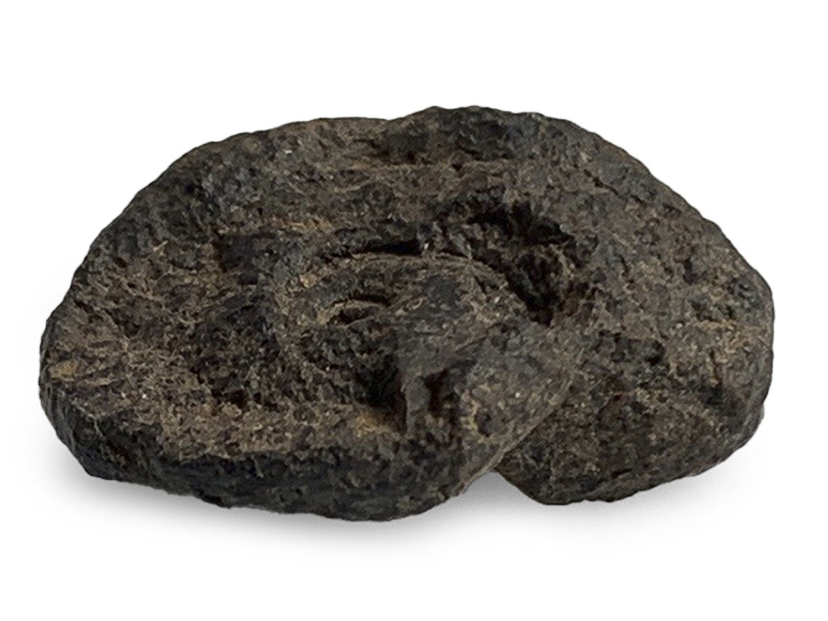 AMONITE FÓSIL RÚSTICO