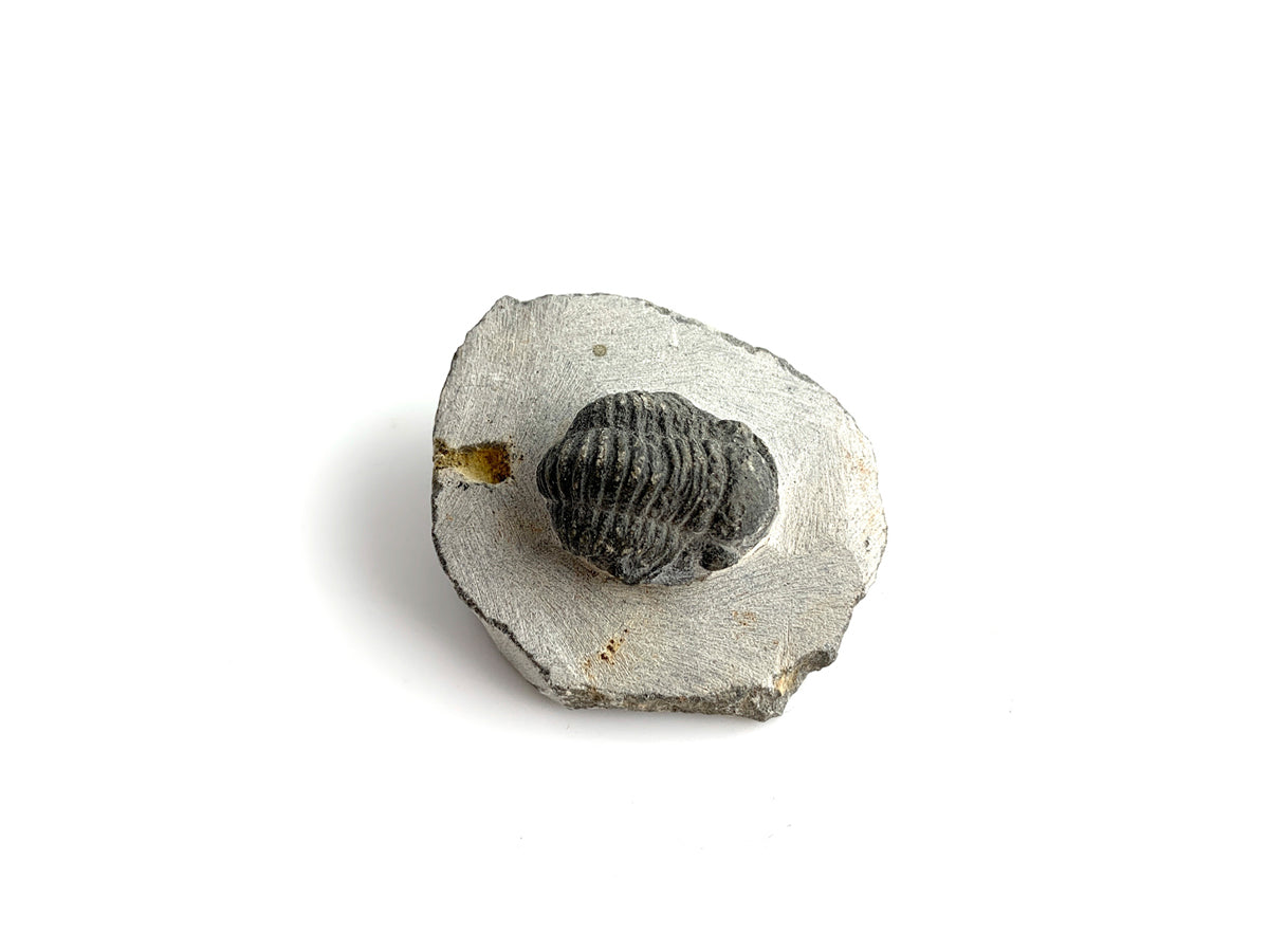 TRILOBITE FÓSIL EN MATRIZ