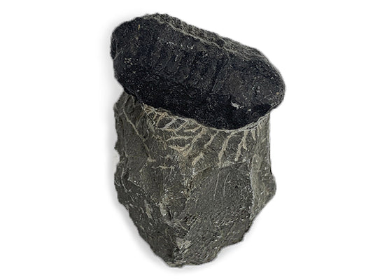 TRILOBITE FÓSIL EN MATRIZ