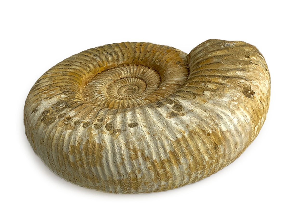 AMONITE DE MADAGASCAR