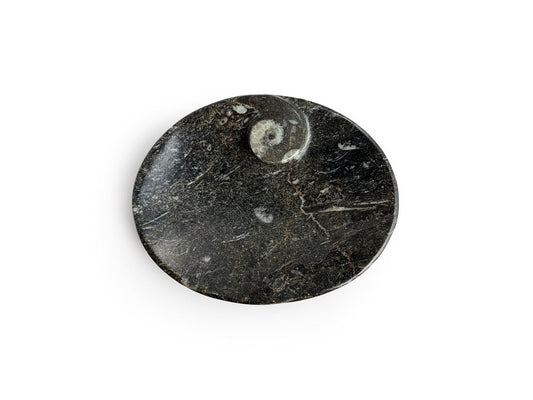 BOWL DE ORTHOCERA FÓSIL OVAL.