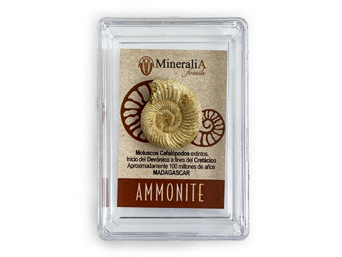 AMONITE RÚSTICO DE COLECCIÓN.