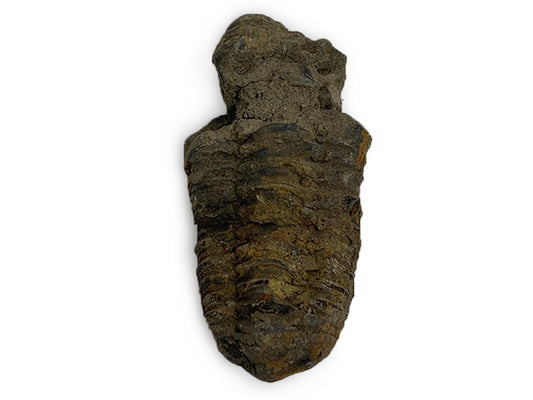 TRILOBITE FLEXI FÓSIL