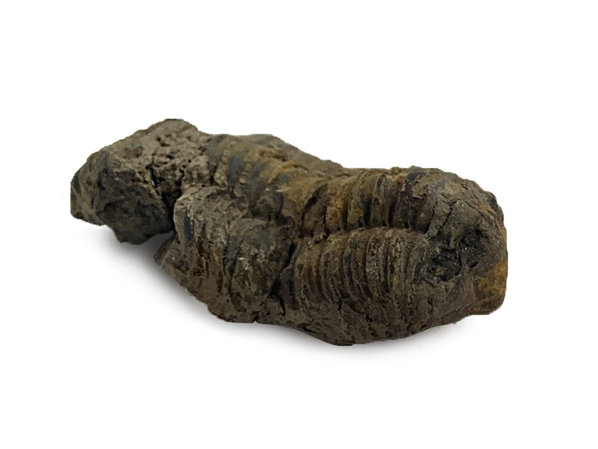 TRILOBITE FLEXI FÓSIL