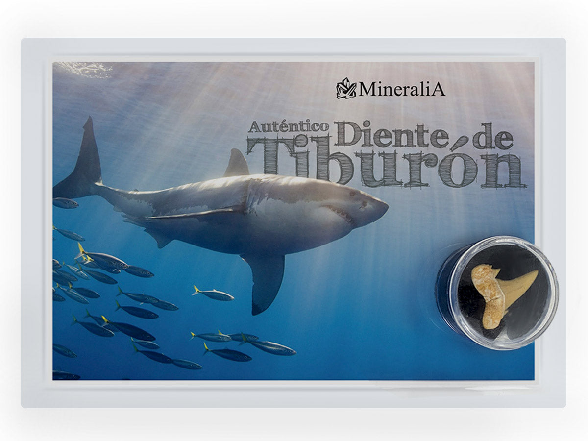 DIENTE DE TIBURÓN FÓSIL DE COLECCIÓN CON CERTIFICADO DE AUTENTICIDAD sku:15308
