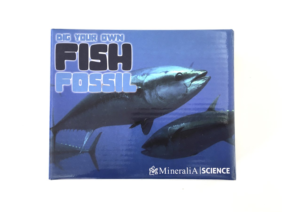 KIT PEZ FÓSIL CAJA