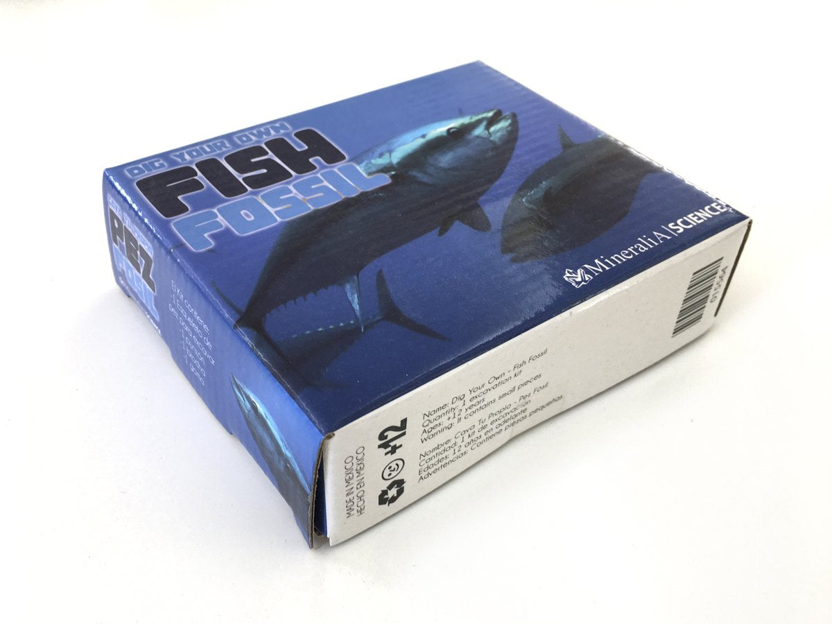 KIT PEZ FÓSIL CAJA