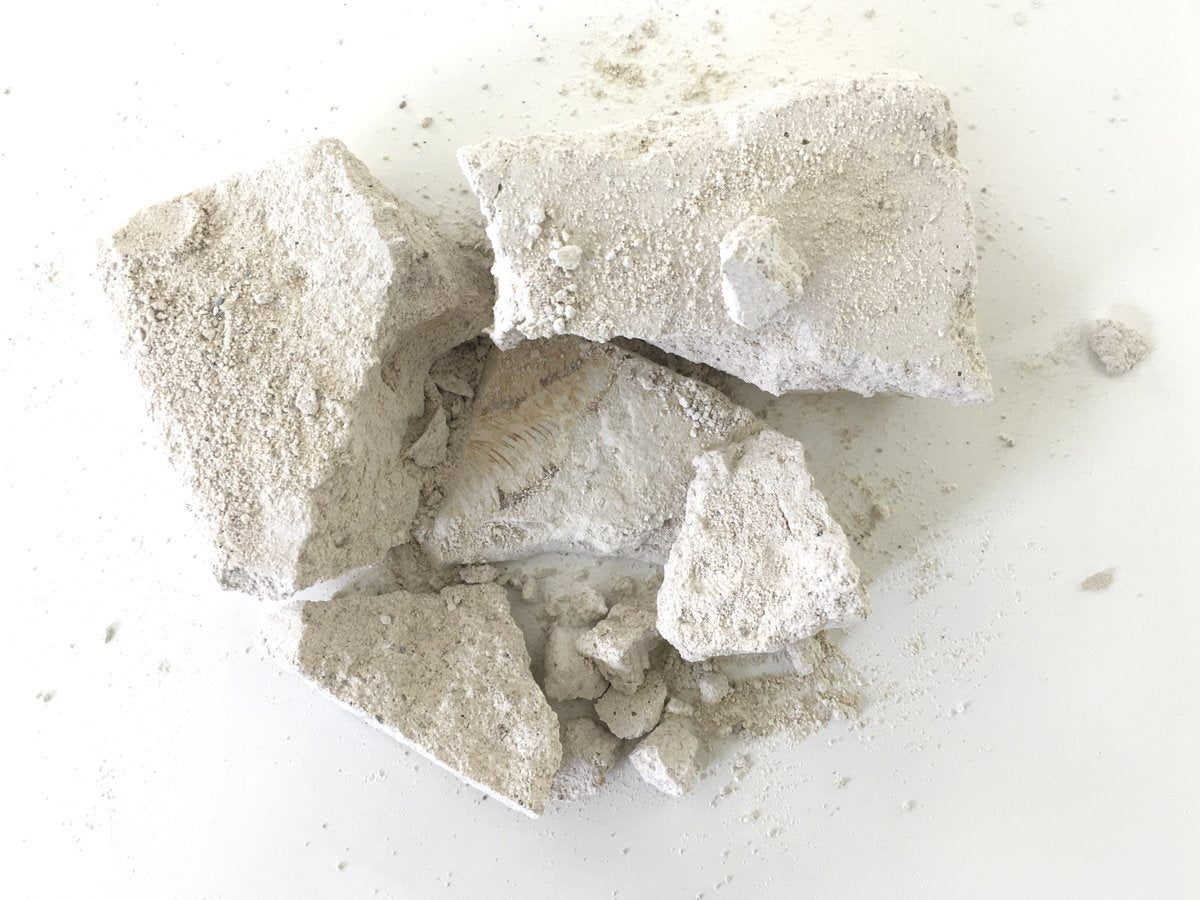 KIT PEZ FÓSIL CAJA