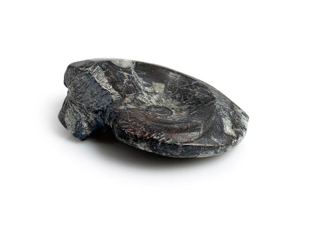 FÓSIL GONIALITE PULIDO