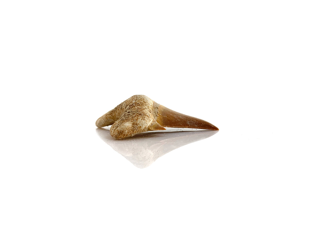 Diente DE Tiburón Fósil 3 CM - Vista 3 | MineraliA