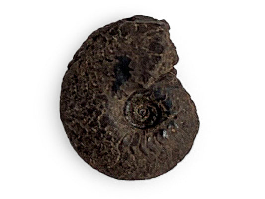 AMONITE FÓSIL RÚSTICO MINI