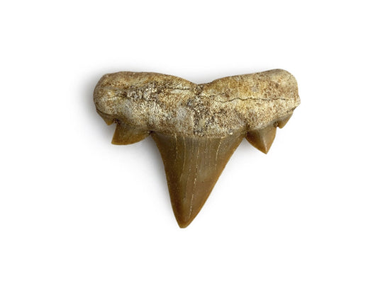 DIENTE DE TIBURON FÓSIL