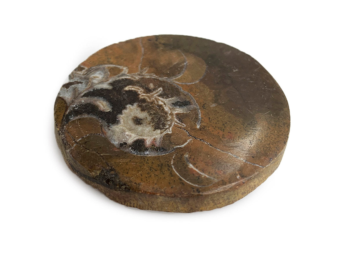 AMONITE FÓSIL CON CARA PULIDA CHICO