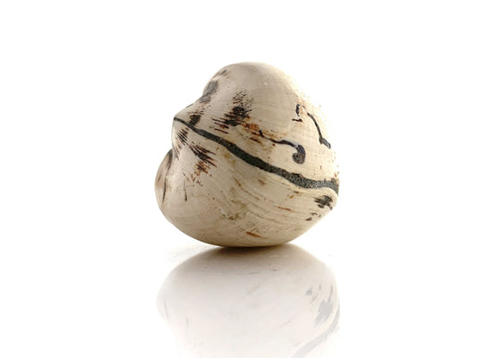 ALMEJA BIVALVO FÓSIL BRILLADO