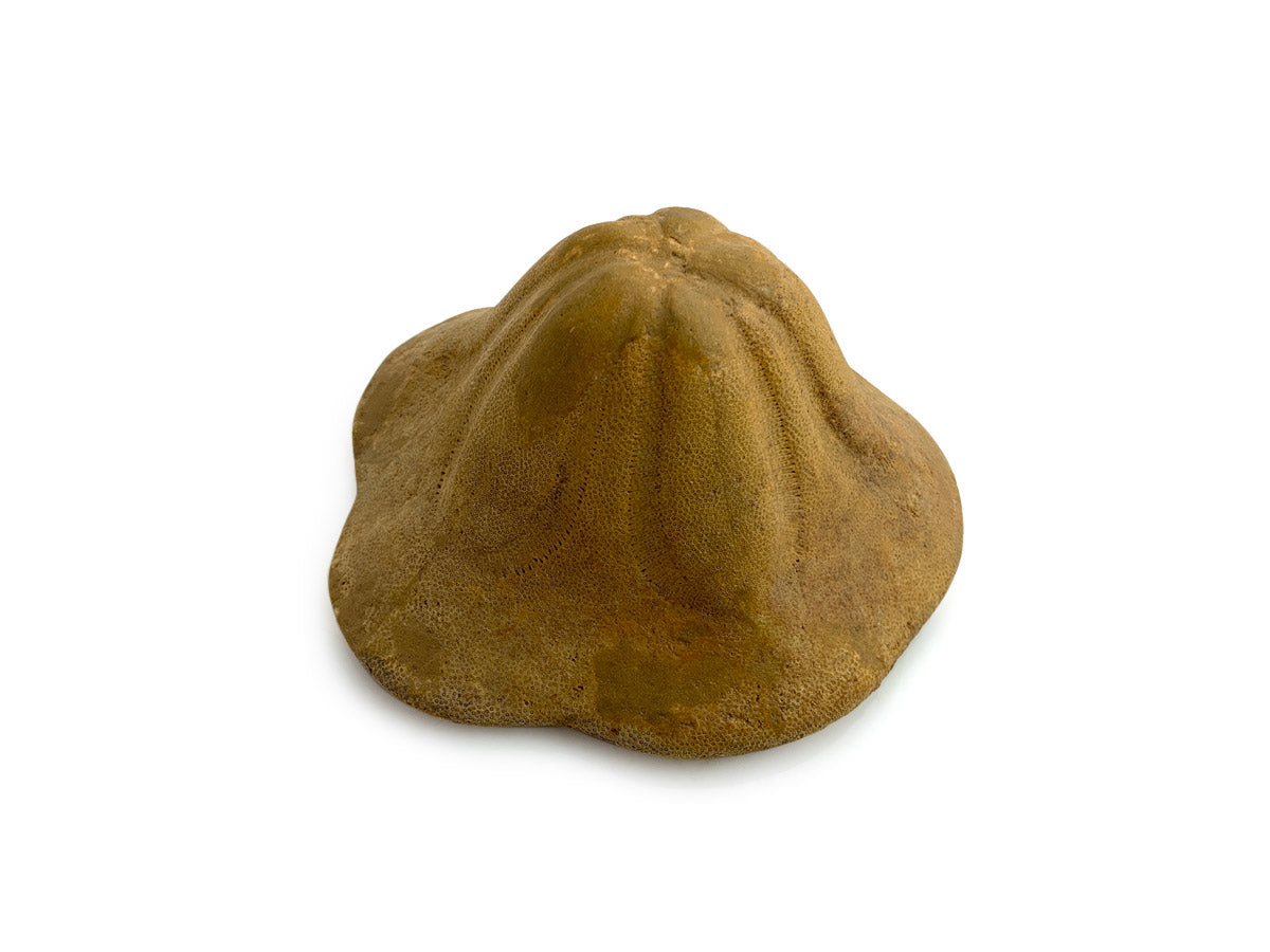 ERIZO DE MAR FÓSIL.