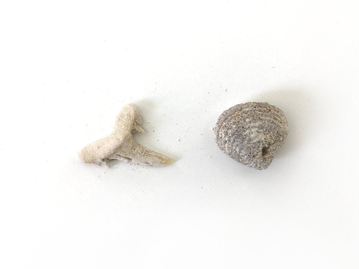 KIT FÓSIL POR DESCUBRIR