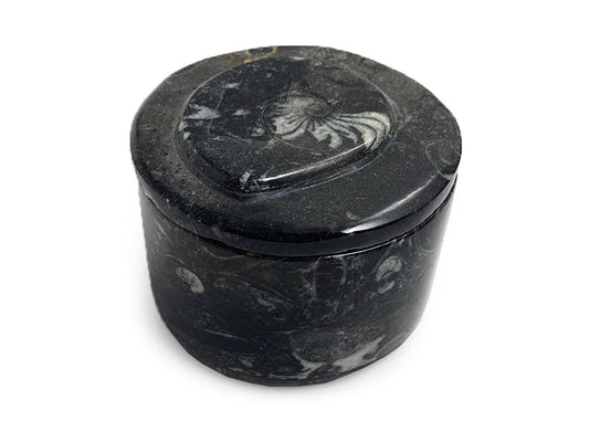 ALHAJERO DE ORTHOCERA FÓSIL.