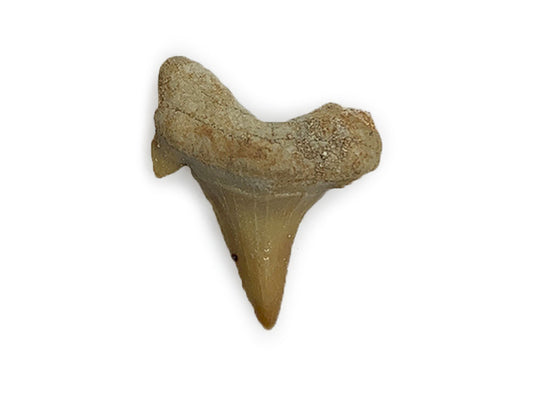 DIENTE DE TIBURON FÓSIL