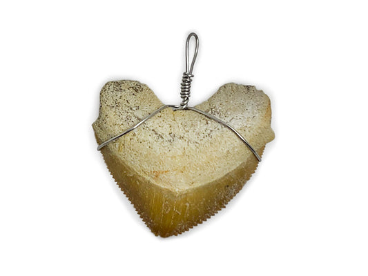 DIJE DIENTE DE TIBURON FÓSIL CON ALAMBRE