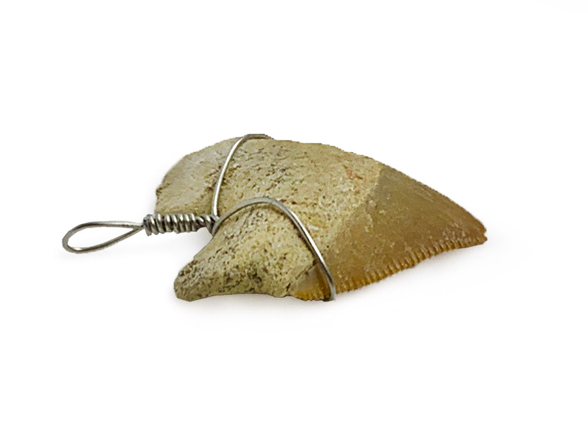 DIJE DIENTE DE TIBURON FÓSIL CON ALAMBRE