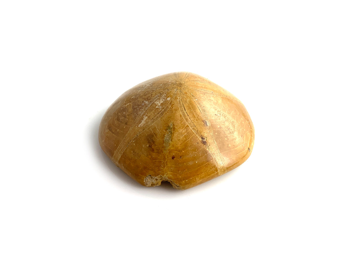 SAND DOLLAR FÓSIL PULIDO
