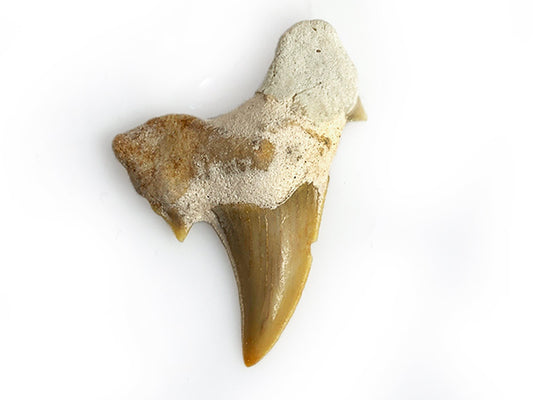 DIENTE DE TIBURON FÓSIL 2 CM