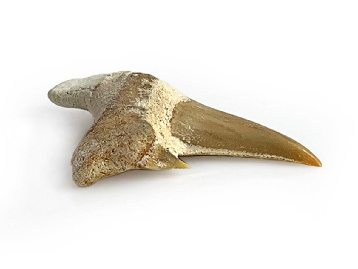 DIENTE DE TIBURON FÓSIL 2 CM