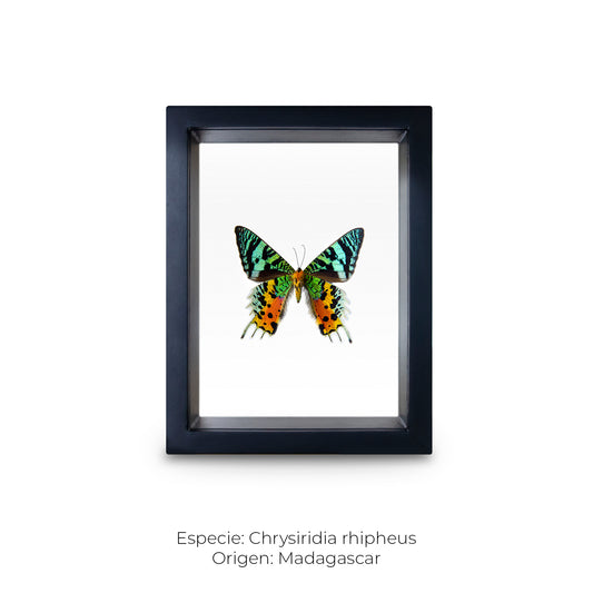 CUADRO DE MARIPOSA CHRYSIRIDIA.