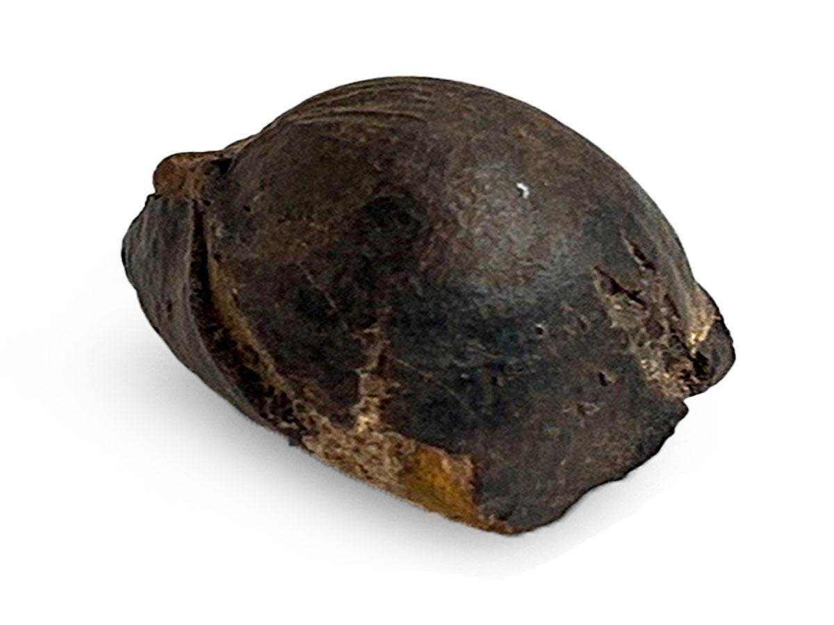 FÓSIL DE ALMEJA CHICA