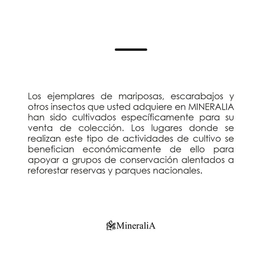 CUADRO DE INSECTOS PHANAEUS