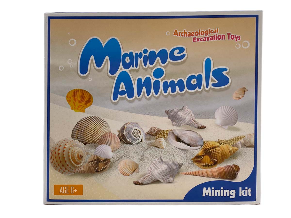 Kit Excavación Fósiles Marinos - fósil natural