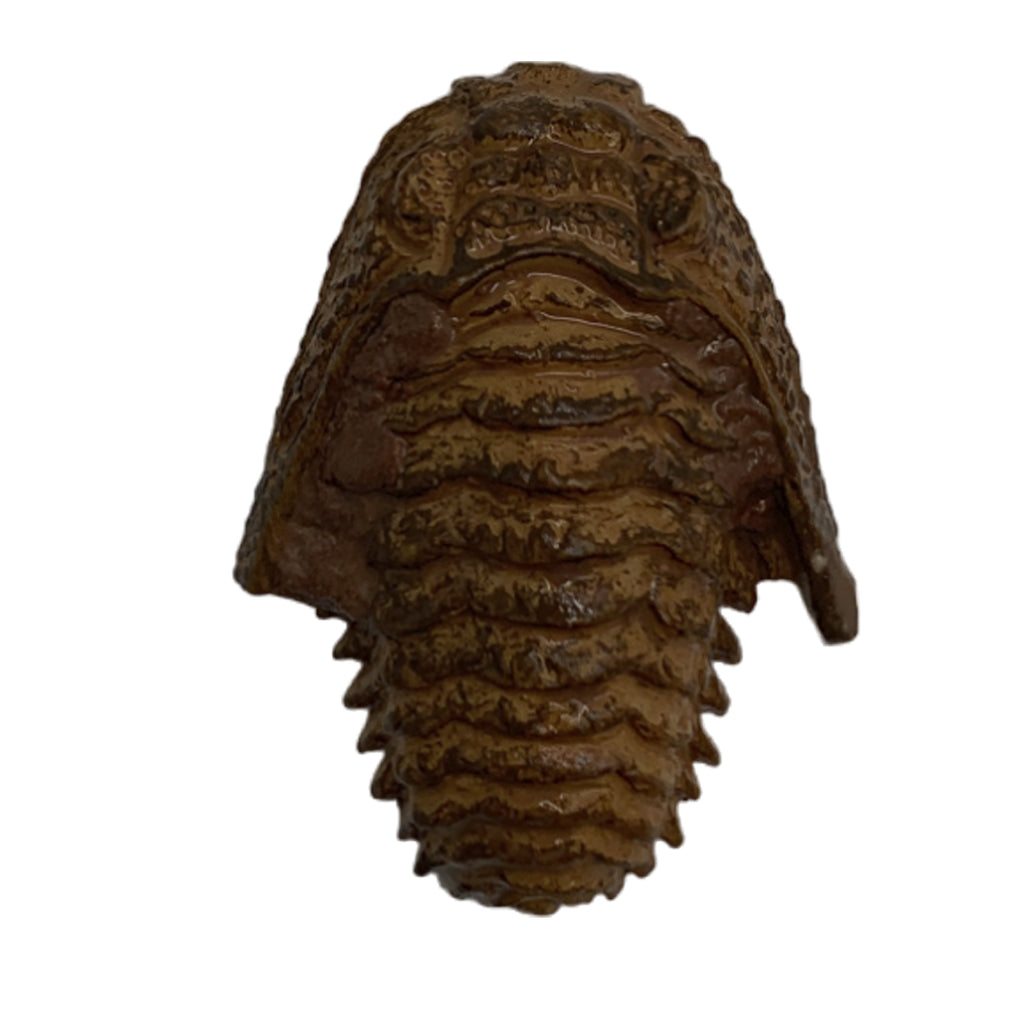 Kit Excavación Trilobite Fósil - vista lateral
