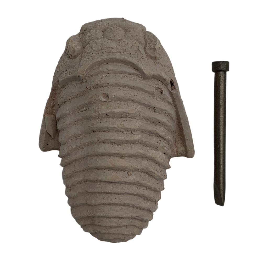 Kit Excavación Trilobite Fósil - detalle de textura y color