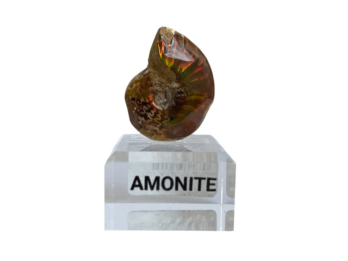 Amonite Rojo Nacarado - fósil natural
