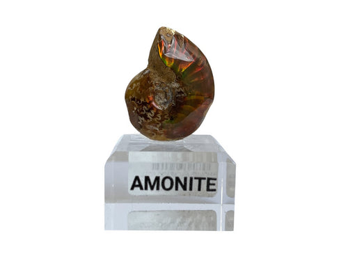 Amonite Rojo Nacarado - fósil natural