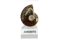 Amonite Café con Base - fósil natural