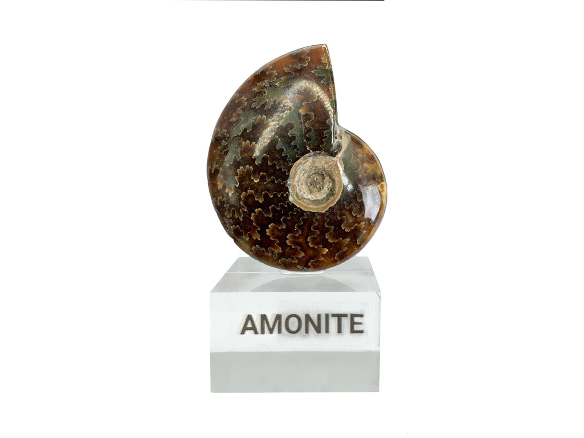 Amonite Café con Base - fósil natural