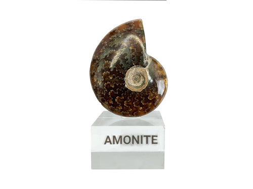 Amonite Café con Base - fósil natural