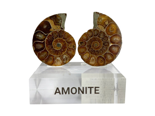 AMONITE NACARADO PAR