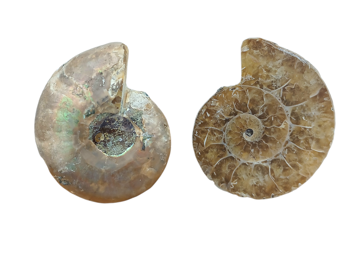 PAR DE AMONITE FOSIL