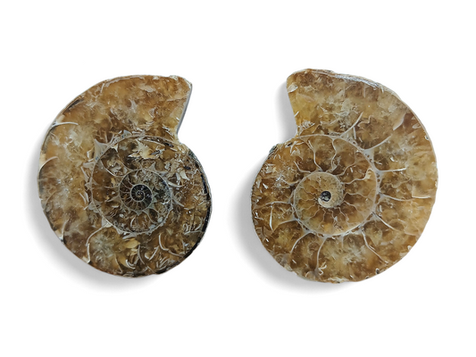 PAR DE AMONITE FOSIL
