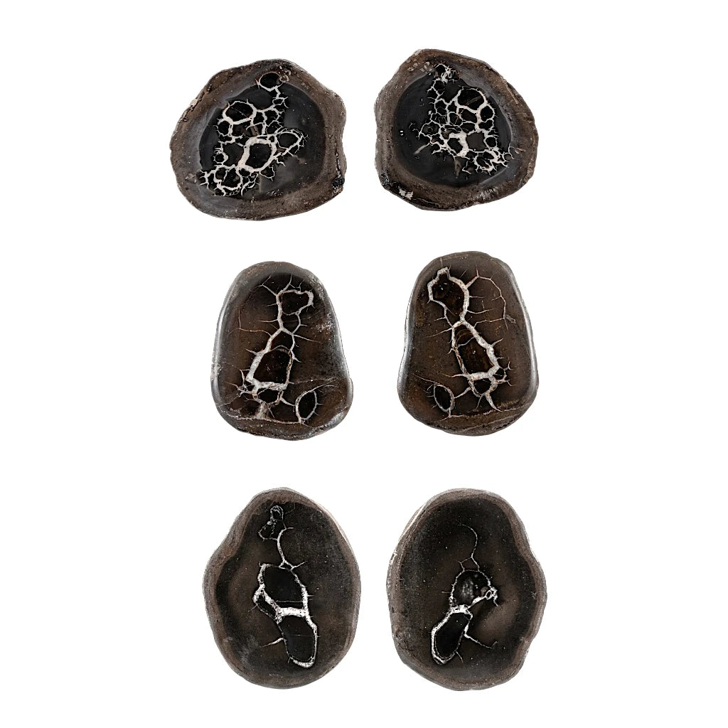 NODULO DE SEPTARIA PAR MEDIANO