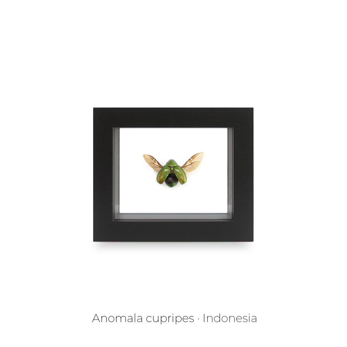 Cuadro de Insecto Anomala Cupripes - artículo decorativo