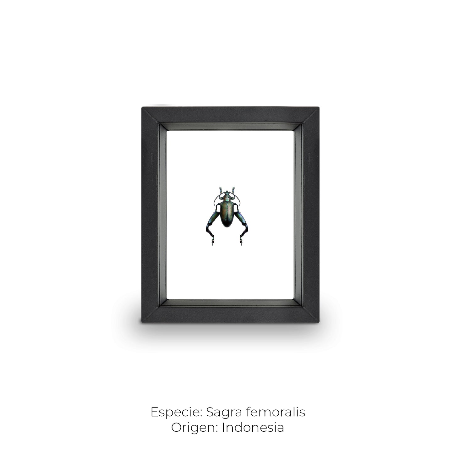 CUADRO DE INSECTO SAGRA