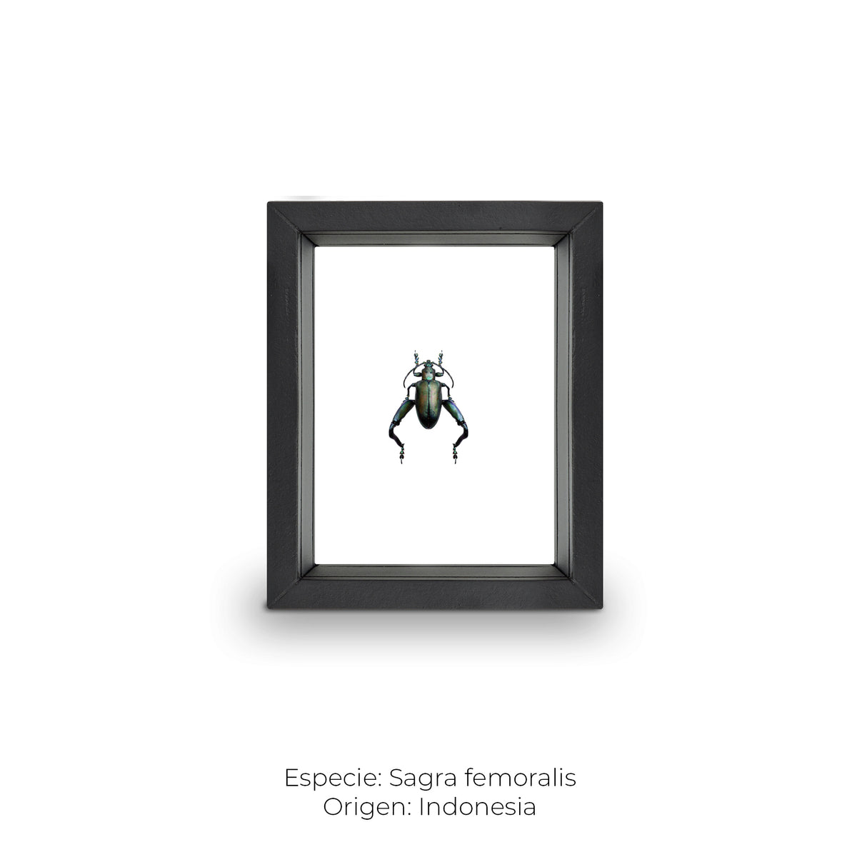 Cuadro de Insecto Sagra - artículo decorativo