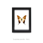Cuadro de Mariposa Eurytides Serville - artículo decorativo