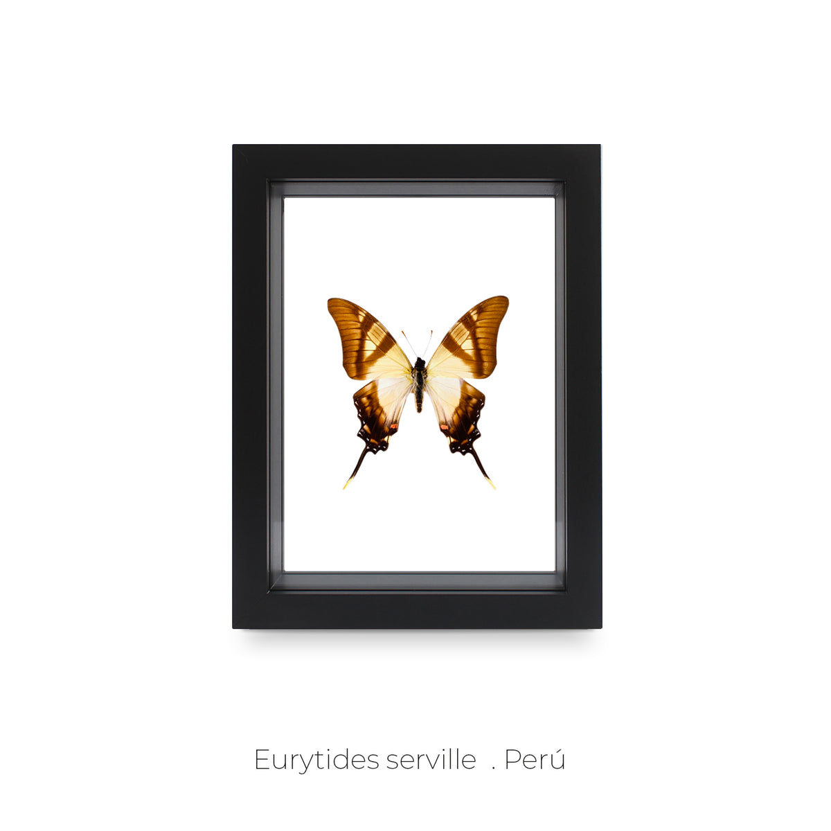 Cuadro de Mariposa Eurytides Serville - artículo decorativo